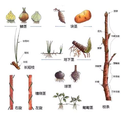 球莖植物有哪些